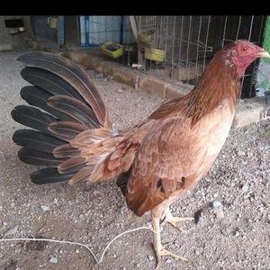 Meet your Posher, Ricardo